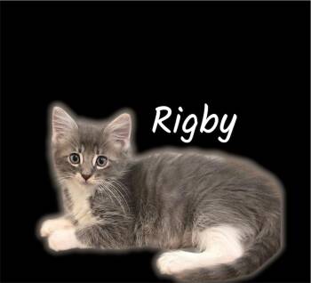 Rigby -  Domestic Medium Hair Cat for Adoption in Auburn, California - Rigby | PetCurious