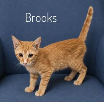 Brooks -  Domestic Short Hair Cat for Adoption in Slidell, Louisiana - Brooks | PetCurious