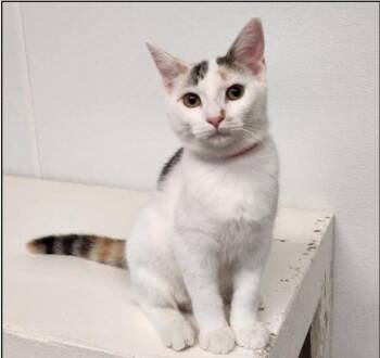 Mars -  Domestic Short Hair Cat for Adoption in San Jacinto, California - Mars | PetCurious