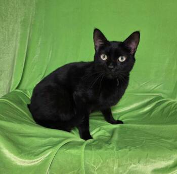 October -  Domestic Short Hair Cat for Adoption in Pawtucket, Rhode Island - October | PetCurious