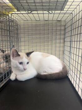 ALFREDO -  Snowshoe Cat for Adoption in Fort Myers, Florida - ALFREDO | PetCurious
