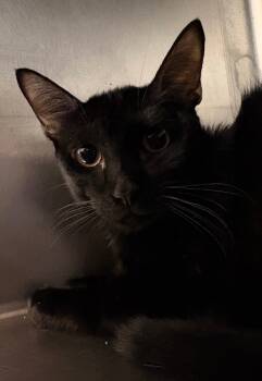 Rescue Domestic Short Hair Cats for Adoption in Cumberland, Maine - Smooch | PetCurious