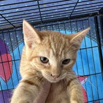 Peach -  Domestic Short Hair Cat for Adoption in Corbin, Kentucky - Peach | PetCurious