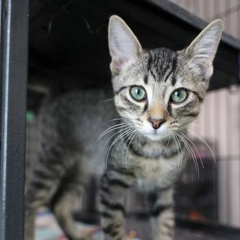 Hawaii -  Domestic Short Hair Cat for Adoption in Bradenton, Florida - Hawaii | PetCurious