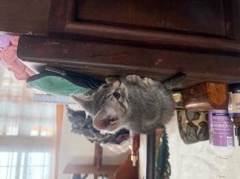 Domestic Short Hair Cats Available for Adoption in San Diego, California - Susu | PetCurious
