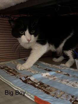 Big Boy -  Domestic Short Hair Cat for Adoption in Cortland, New York - Big Boy | PetCurious