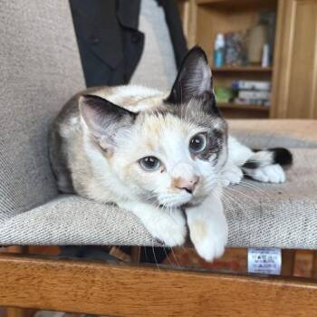 Rook "Kona" Chess -  Siamese and Domestic Short Hair Cat for Adoption in Friendswood, Texas - Rook "Kona" Chess | PetCurious