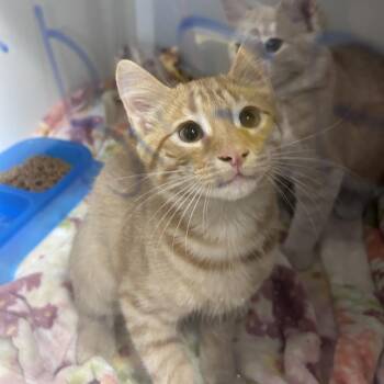 Nike -  Domestic Medium Hair Cat for Adoption in Uniontown, Pennsylvania - Nike | PetCurious