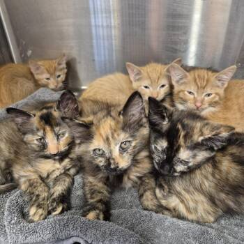 ellen k1_2_3 -  Domestic Medium Hair Cat for Adoption in Natick, Massachusetts - Ellen K1_2_3 | PetCurious