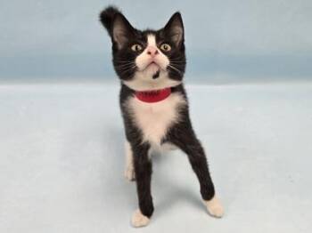 Cherry -  Domestic Short Hair Cat for Adoption in Minneapolis, Minnesota - Cherry | PetCurious