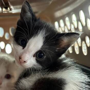 Devotion -  Domestic Short Hair Cat for Adoption in Milton, Florida - Devotion | PetCurious