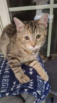 Zucchini -  Tabby Cat for Adoption in Manhattan, Kansas - Zucchini | PetCurious