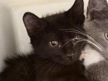 ENKI -  Domestic Medium Hair Cat for Adoption in Kent, Washington - ENKI | PetCurious