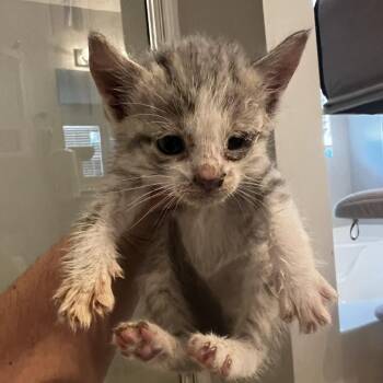 Wallace -  Domestic Short Hair Cat for Adoption in Mt. Juliet, Tennessee - Wallace | PetCurious