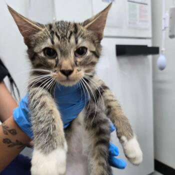 Freckles -  Domestic Short Hair Cat for Adoption in Newark, New Jersey - Freckles | PetCurious