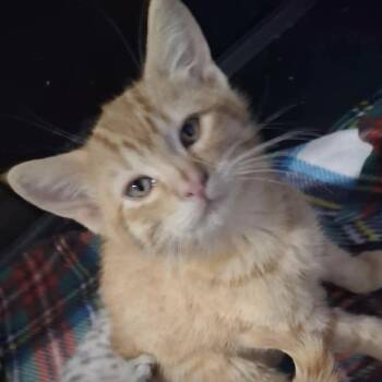 Stripes -  Domestic Short Hair Cat for Adoption in Lakewood, Colorado - Stripes | PetCurious