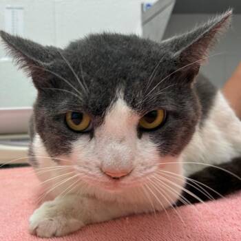 Ulysses -  Domestic Short Hair Cat for Adoption in Corpus Christi, Texas - Ulysses | PetCurious