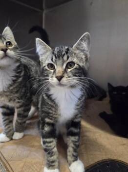 Felipe -  Domestic Short Hair Cat for Adoption in Salmon, Idaho - Felipe | PetCurious