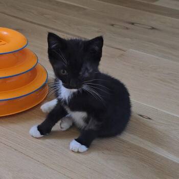 Dior -  American Shorthair Cat for Adoption in Spring Hill, Kansas - Dior | PetCurious