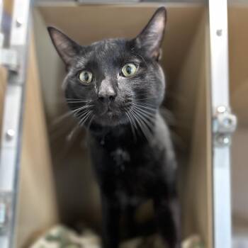 Domestic Short Hair Cats Available for Adoption in Brownsboro, Alabama - Porsche | PetCurious