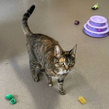 Rescue Domestic Short Hair Cats for Adoption in Middlebury, Vermont - Chantelle | PetCurious