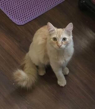 Roz -  Domestic Medium Hair Cat for Adoption in Reno, Nevada - Roz | PetCurious