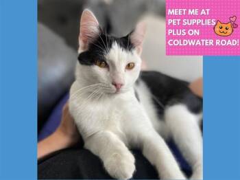 SULLY -  Domestic Short Hair Cat for Adoption in Fort Wayne, Indiana - SULLY | PetCurious