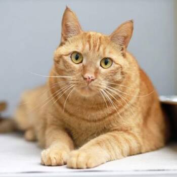 Lulu Helena -  Domestic Short Hair Cat for Adoption in Atlanta, Georgia - Lulu Helena | PetCurious