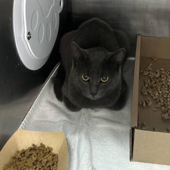 Domestic Short Hair Cats Available for Adoption in Newark, New Jersey - Lavendar | PetCurious