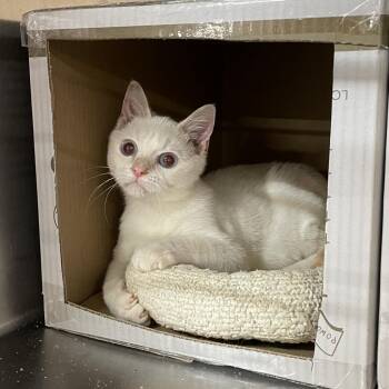 Handsome -  Siamese Cat for Adoption in Hemet, California - Handsome | PetCurious