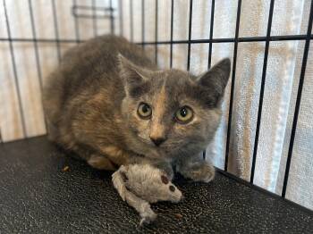 Rescue Domestic Short Hair Cats for Adoption in Salisbury, Massachusetts - Itsy Bitsy | PetCurious