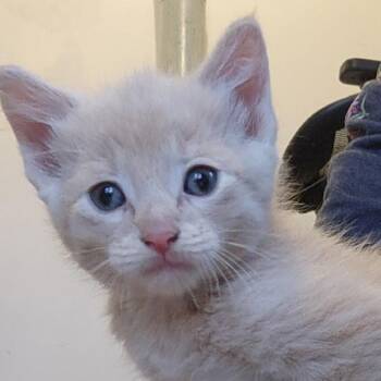Aether -  Domestic Short Hair Cat for Adoption in Grand Rapids, Minnesota - Aether | PetCurious