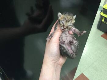 Domestic Short Hair Cats Available for Adoption in Thousand Palms, California - A1917417 | PetCurious