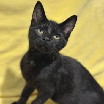 Lupin -  Domestic Short Hair Cat for Adoption in Matteson, Illinois - Lupin | PetCurious