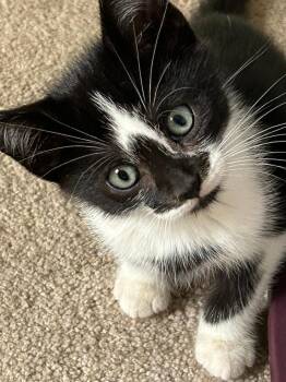 Timmy -  Domestic Short Hair Cat for Adoption in East Brunswick, New Jersey - Timmy | PetCurious