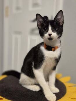 Huckleberry -  Domestic Short Hair Cat for Adoption in Sedalia, Colorado - Huckleberry | PetCurious