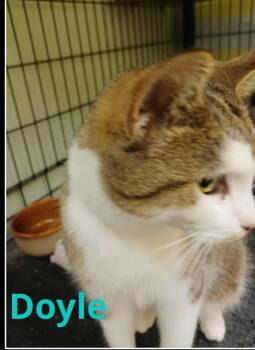 Rescue Domestic Short Hair Cats for Adoption in Muskegon, Michigan - DOYLE | PetCurious