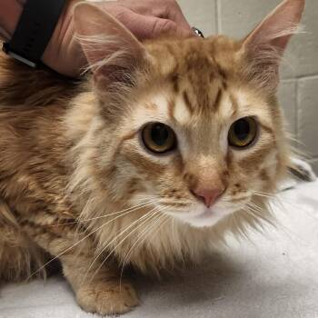 Tobey -  Domestic Long Hair Cat for Adoption in Murray, Utah - Tobey | PetCurious