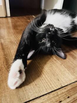 Noser -  Domestic Short Hair Cat for Adoption in Broken Arrow, Oklahoma - Noser | PetCurious