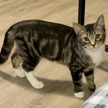 Zapdos -  Domestic Short Hair Cat for Adoption in Syracuse, New York - Zapdos | PetCurious