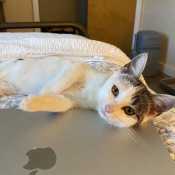 Domestic Short Hair Cats Available for Adoption - Darby | PetCurious