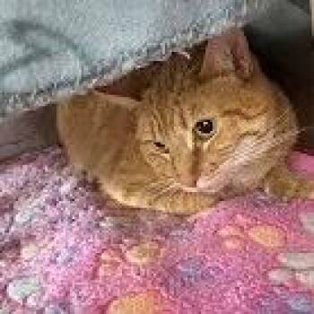 Domestic Short Hair Cats Available for Adoption - Coconut Blondie | PetCurious