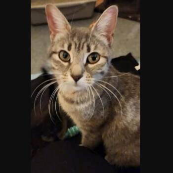 Domestic Short Hair Cats Available for Adoption in Morrison, Colorado - Dakota Haseman | PetCurious