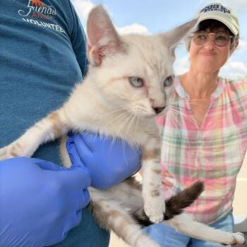 Cheers -  Domestic Short Hair Cat for Adoption in Marshall, Texas - Cheers | PetCurious