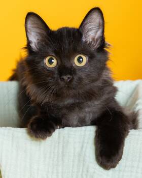 stormy -  Bombay and Domestic Long Hair Cat for Adoption in Pflugerville, Texas - Stormy | PetCurious