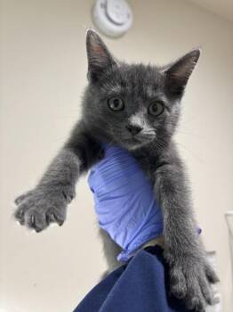 Bookend -  Domestic Short Hair Cat for Adoption in Sherwood, Oregon - Bookend | PetCurious