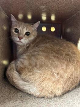 Domestic Short Hair Cats Available for Adoption in Cookeville, Tennessee - ROCKET | PetCurious
