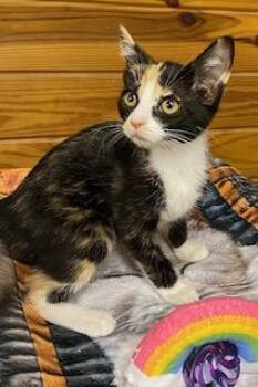 Christine McVie -  Calico Cat for Adoption in Southern Pines, North Carolina - Christine McVie | PetCurious