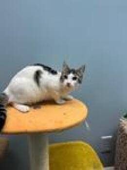 Domestic Short Hair Cats Available for Adoption - Begonia | PetCurious
