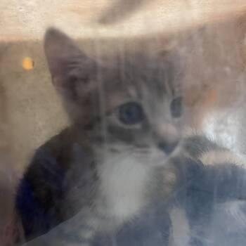 Popeye -  Domestic Short Hair Cat for Adoption in Philadelphia, Pennsylvania - Popeye | PetCurious
